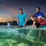 Tangalooma Dolphins